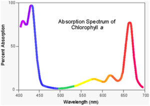 wavelength of light photosynthesis