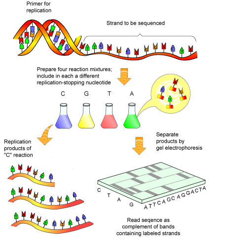 similar dna sequences