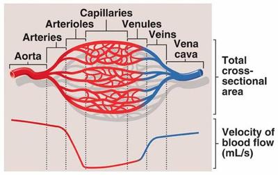 Human Biology Blood Vessels Pathwayz