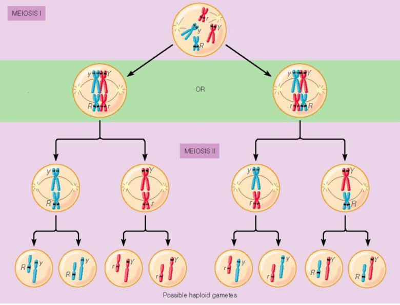 independent assortment of chromosomes