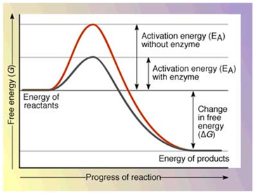 enzymes diagram