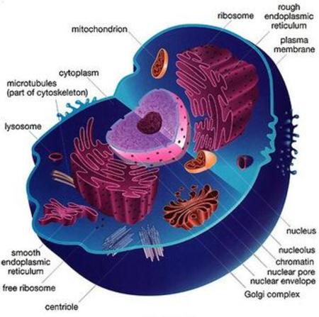 Cells Organelles Pathwayz