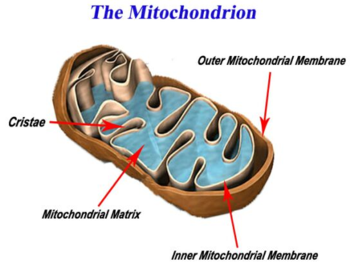 mitochondria cellular respiration oxygen