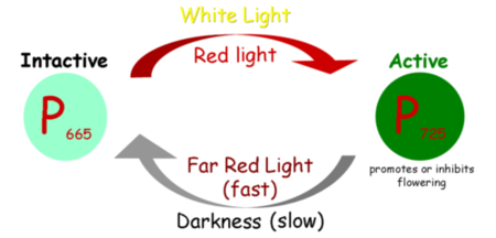 BOTANY PLANTS PHYTOCHROME SYSTEM Pathwayz