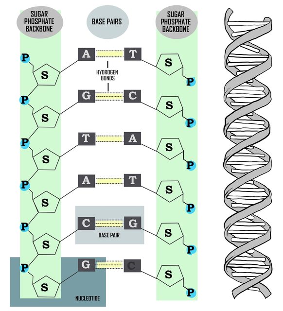 structure of dna nucleotide