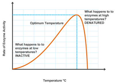 BIOCHEMISTRY / ENZYMES -TEMPERATURE - Pathwayz