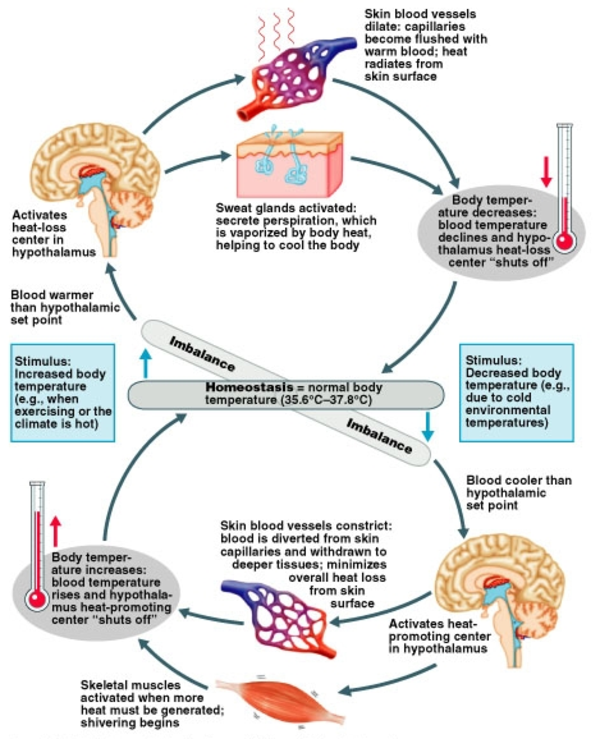 How Does the Body Regulate Temperature?