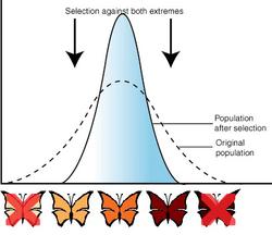 The Bell-Curve Shift in Populations