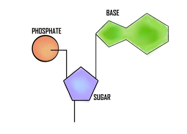 Genetics Dna Structure Pathwayz