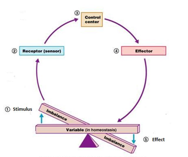 homeostasis in humans diagram