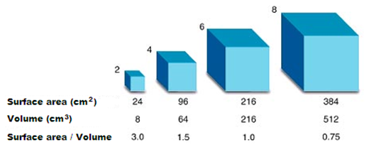 Cells Surface Area To Volume Ratio Pathwayz