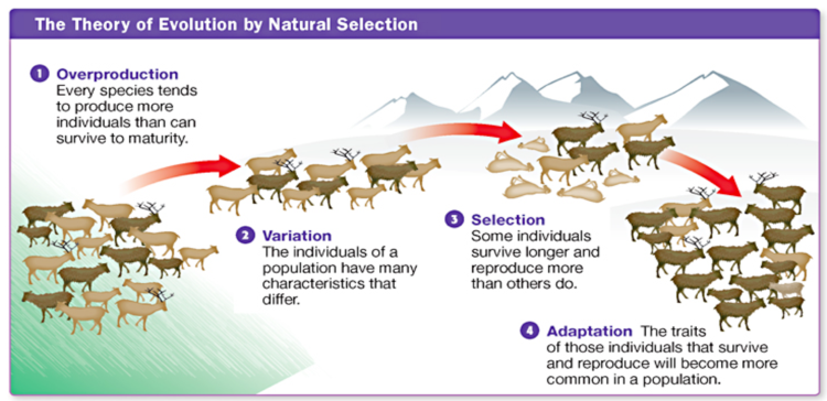 Evolution Is Change in the Inherited Traits of a Population