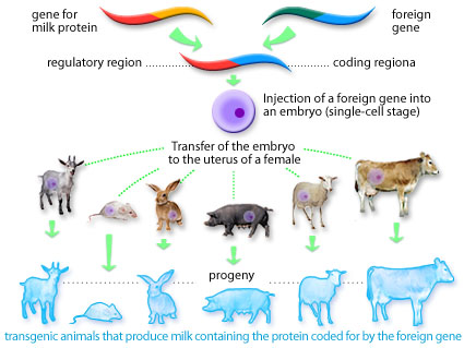 types of transgenic organisms