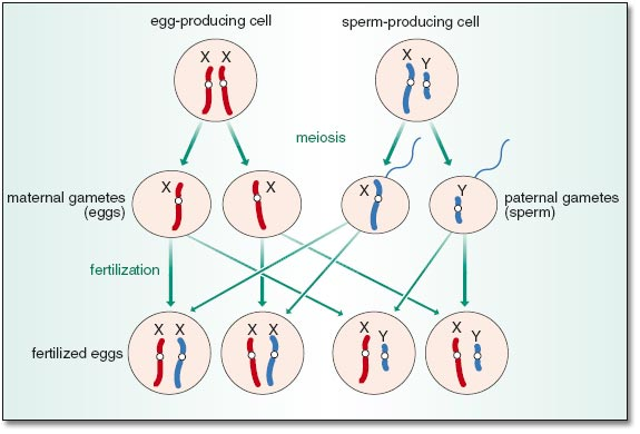 Genetics Sex Chromosomes Pathwayz