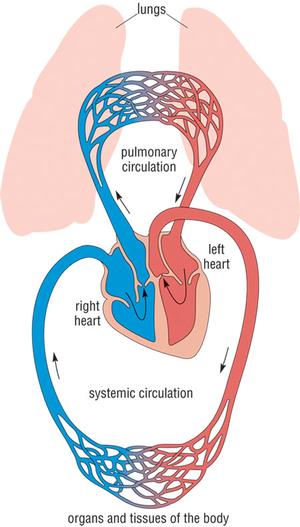 pulmonary circulation diagram for kids