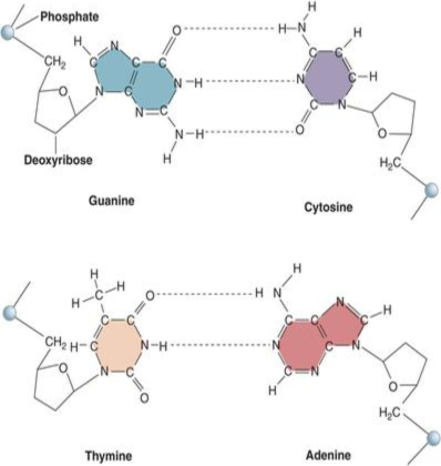 purines and pyrimidines in dna model