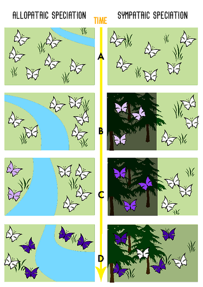 sympatric speciation example animals