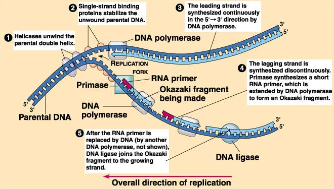 Dna Replication Steps For Dummies 3689