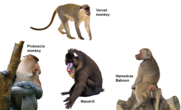 Old World Monkeys Vs. New World Monkeys