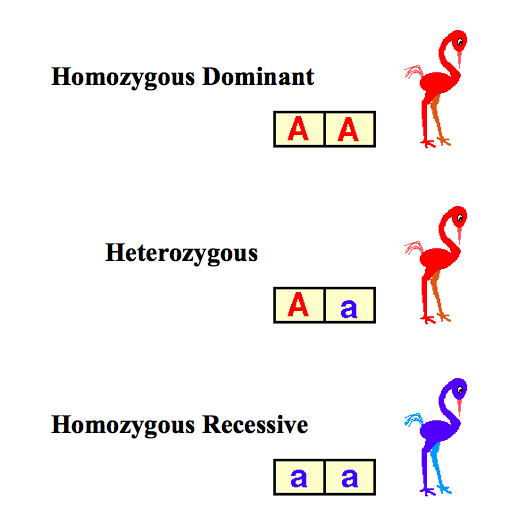 Genetics Genotype Vs Phenotype Pathwayz