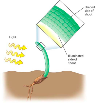 excess auxin