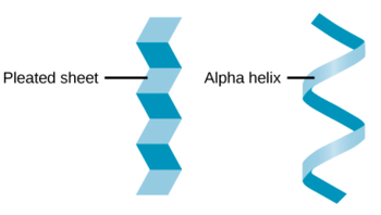 secondary protein structure