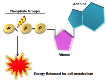 Biochemistry Atp Pathwayz