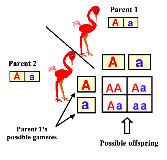 Monohybrid Cross Example