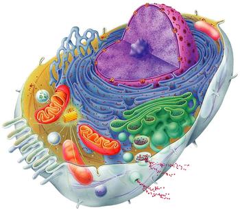 Cells Plant Vs Animal Cells Pathwayz