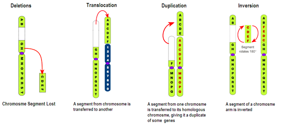 dna mutation types