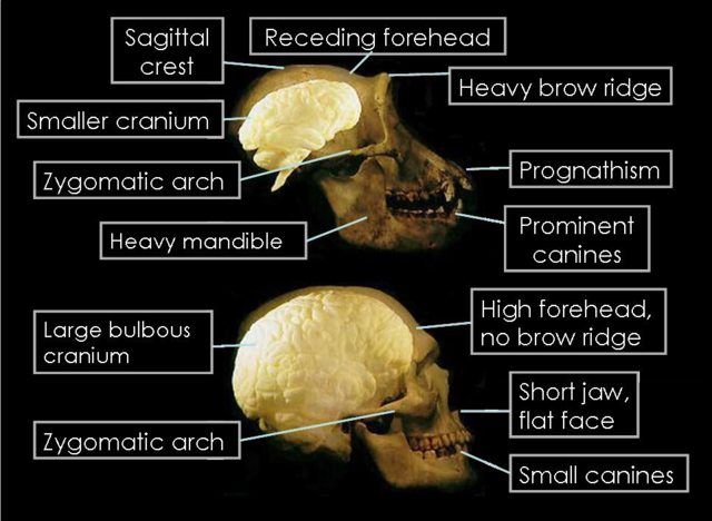 Topic: Bigfoot; Not Human, Homo, or Hominin | Sasquatch Chronicles