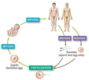 What Is An Organism Sexually