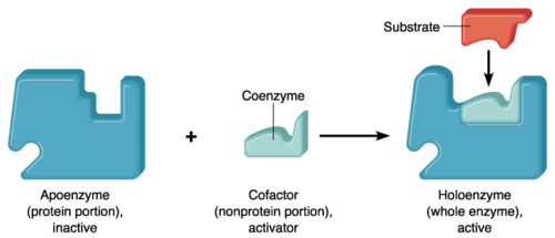 what are enzymes made from