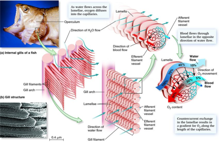 Diagram Of Fish Gas Exchange