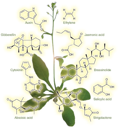 plant hormones