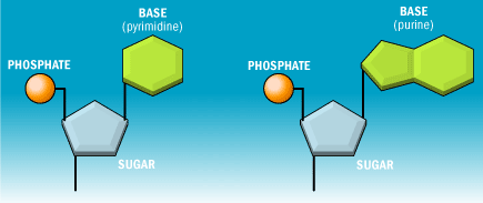 purines and pyrimidines in dna model