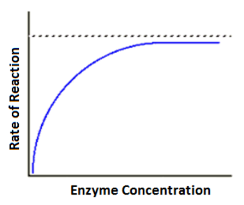 rate of reaction concentration of enzyme and coenzyme