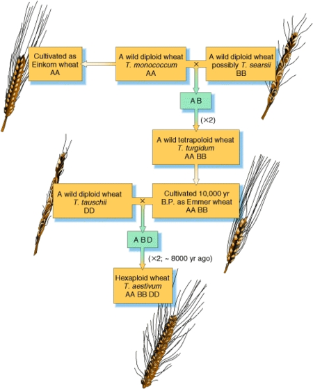 GENETICS / POLYPLOIDY - Pathwayz