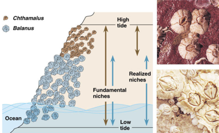 Ecology Niche Pathwayz