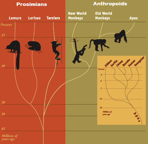 primates evolution