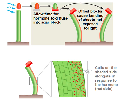 phototropism in plants experiment