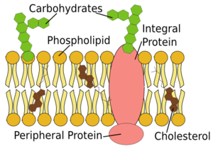 cell membrane peripheral proteins